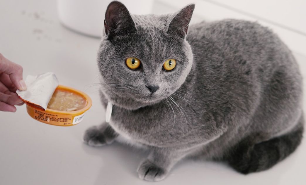 Super Cute Ini Dia Ras Kucing Paling Menggemaskan Di Dunia Semua Halaman Kids