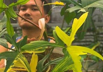 Kisah Barter 'Nyeleneh' Toyota Avanza dengan Tanaman Hias, Sempat Nggak Deal