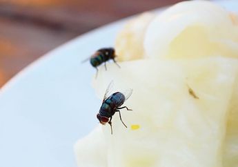 Mertua Pasti Bangga Pas Tau Usir Lalat Bisa dengan Bahan Rumahan, Tinggal Siapkan Cuka dan Sabun Cuci Piring
