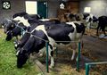 Peringatan WHO Perihal Bahaya Antibiotik Pada Hewan Ternak, Bisa Picu Superbug Hingga Ancam Kesehatan Global