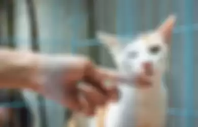 Kucing sakit demam dapat diketahui dengan mudah