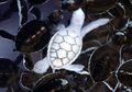 10 Hewan Albino yang Mungkin Fotonya Belum Pernah Kalian Lihat