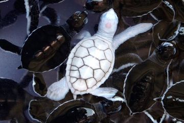 10 Hewan Albino Yang Mungkin Fotonya Belum Pernah Kalian Lihat