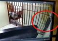 Memanfaatkan Tubuh Kurusnya, Pencuri Ini dengan Gampang Kabur dari Penjara Lewat Sela-sela Jeruji