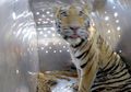 Harimau Siberia Dilepaskan ke Alam Liar, Setahun Kemudian Terdengar Berita Mengejutkan di Dekat Perbatasan Tiongkok