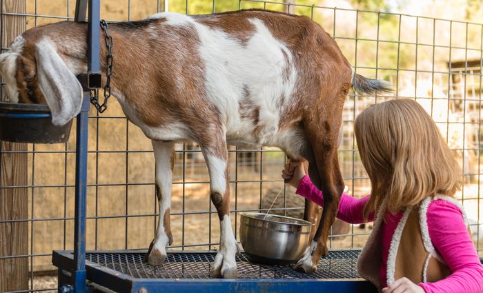 Susu kambing, sumber gizi yang terlupakan.