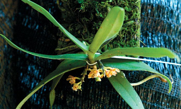 Mengenal Anggrek Mini Ukurannya Hanya Sebesar Pulpen Dan Mudah Perawatannya Semua Halaman Idea