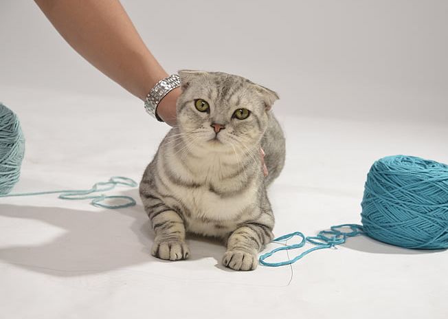Ternyata Ada Maksud Di Balik Kebiasaan Kucing Yang Suka Menempelkan Kepala Ke Kaki Manusia Dan Kucing Lain Semua Halaman Kids