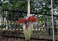 Amorphophallus titanum, Si Bunga Bangkai Raksasa yang Terancam Punah