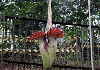 Terlanjur Pamer Foto Bunga Bangkai dalam Pot, Nyali Warga Ini Tiba-tiba Menciut Gara-gara Sadar Kelakuannya Bisa Terancam Penjara