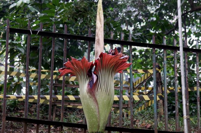 Amorphophallus Titanum Si Bunga Bangkai Raksasa Yang Terancam Punah Semua Halaman National Geographic