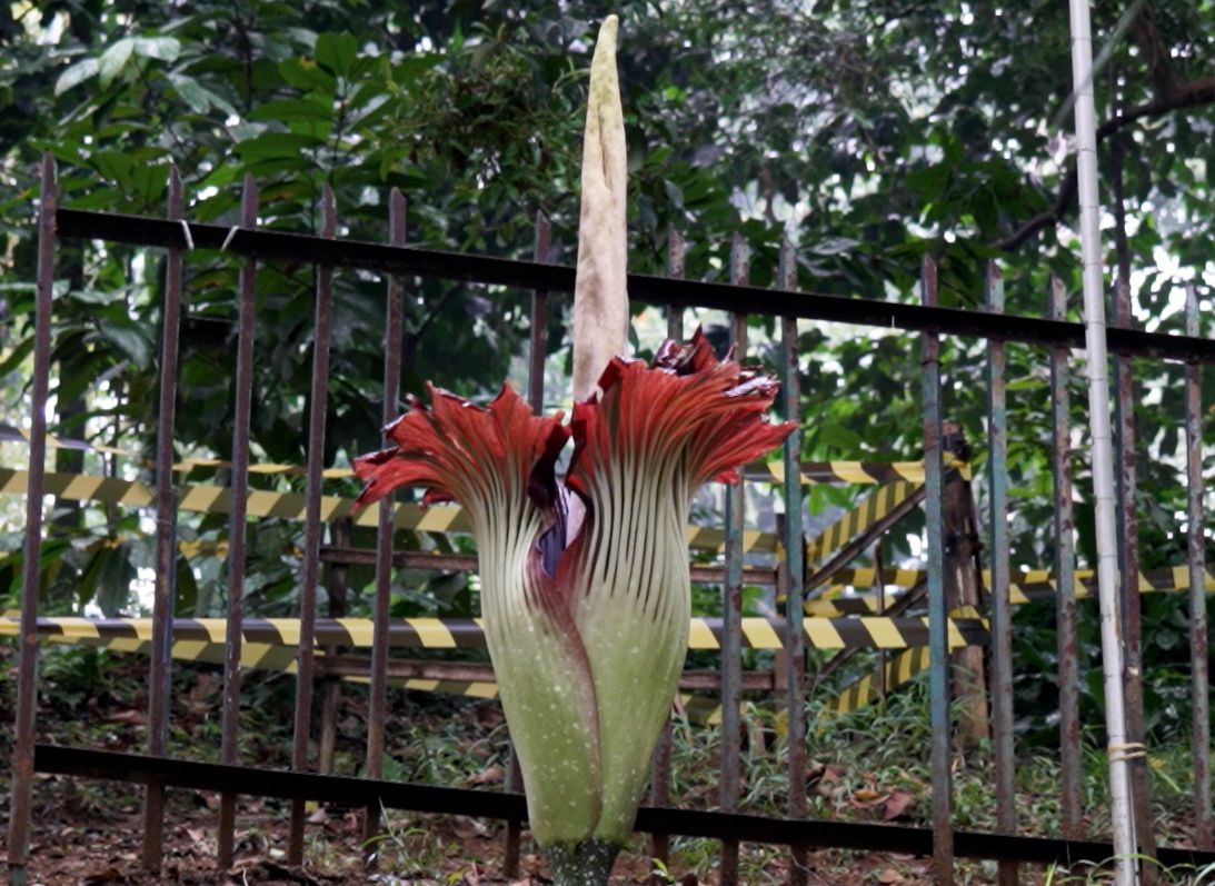 Amorphophallus Titanum Si Bunga Bangkai Raksasa Yang Terancam Punah Semua Halaman National Geographic