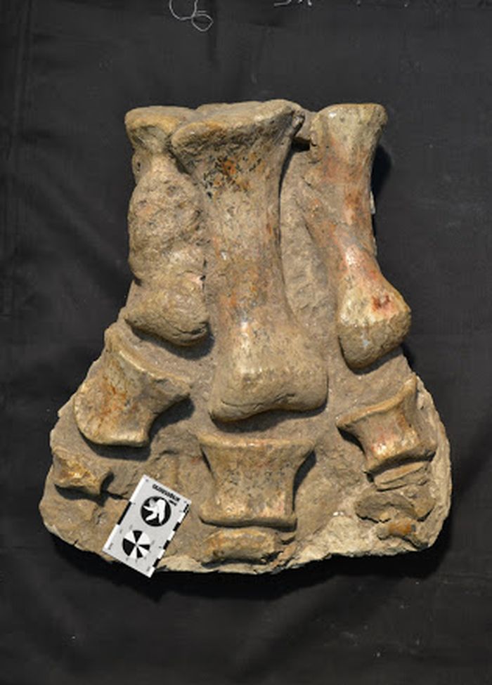Fossil of the foot of the Bonapartesaurus in South America.