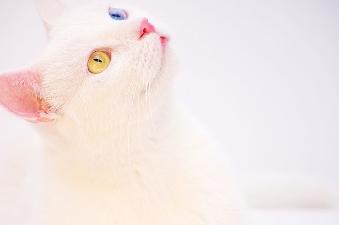 Kucing Bisa Punya Dua Bola Mata yang Berbeda Warna Apakah 