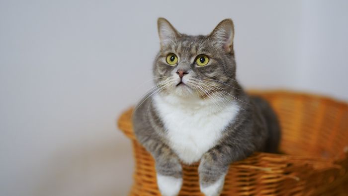 Apa Kucing Tahu saat Namanya Dipanggil? Coba 2 Cara Ini Saat Memanggil