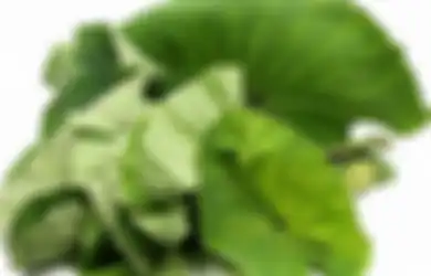 Ini  10 Manfaat Kesehatan Daun Talas, Baik untuk Kesehatan Ibu Hamil dan Cegah Kanker Usus Besar, Mau Coba?