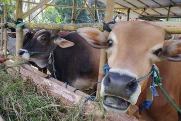 Wabah PMK Banyak Menyerang Hewan Ternak di Indonesia, Ini Dampaknya Bagi Manusia