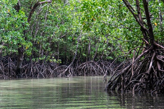 Jenis Jenis Flora Dan Fauna Di Indonesia Beserta Persebarannya Semua Halaman Kids