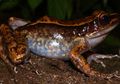 Terakhir Ditemukan 1993, Katak Ini Sempat Dikira Sudah Punah
