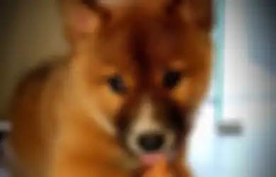 Pungut Anak Anjing yang 'Merengek' Setelah Dijatuhkan Burung Elang di Kebun Rumahnya, Ternyata Hewan Menggemaskan Itu Bukan Anjing Biasa