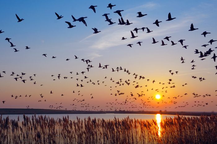 Mengapa Burung Tidak Pernah Saling Bertabrakan Saat Terbang