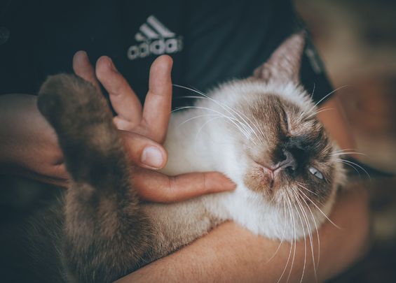 Sudah Hilang Selama 15 Tahun, Kucing Ini Berhasil Bersatu Kembali