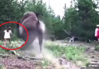 Tiba-Tiba Mengamuk, Bison Besar Ini Seruduk Gadis Berusia 9 Tahun Hingga Terpental Melayang ke Udara