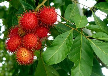 Coba-coba Minta Suami Minum Air Rebusan Daun Rambutan Sebelum Tidur, Istri Pasti Bisa Bahagia Semalaman