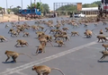 Ratusan Monyet Serbu Kota di Thailand Akibat Wabah Virus Corona
