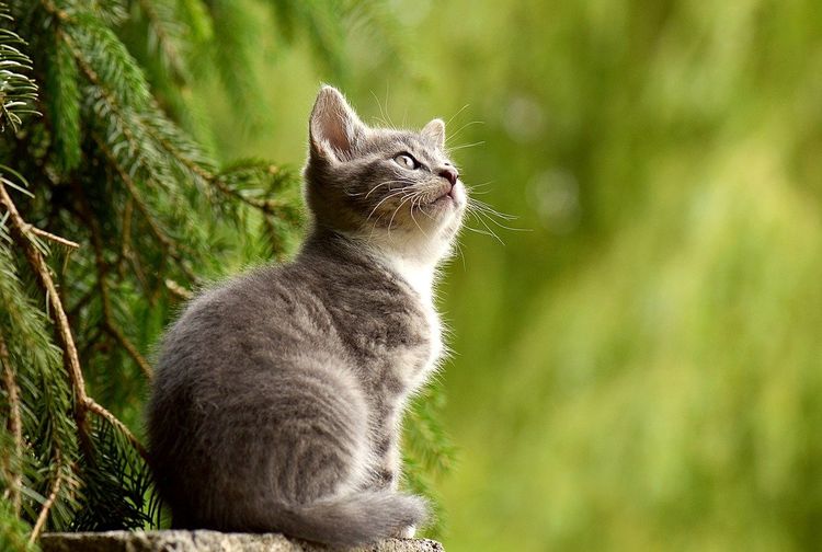 Hewan yang Memiliki Kesamaan CiriCiri dengan Kucing, Tema 1 Kelas 3 SD