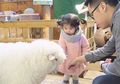 Yuk Intip Keseruan Kafe Domba yang Lucu dan Ramah untuk si Kecil