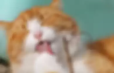 lidah kucing berduri