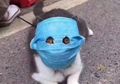 Nggak Perlu Panik Begini, Anjing dan Kucing Nggak Bisa Terinfeksi Covid-19