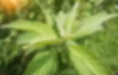 Ilustrasi daun sembung (Blumea balsamifera) 