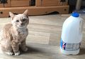 Punya Kelainan Langka, Kucing Ini Bakal Berukuran Mungil Terus Seumur Hidup