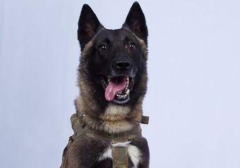 Dikenal Ganas, Rupanya Jenis Anjing yang Disebut Pahlawan oleh Donald Trump Ini Sama dengan Kesayangan Bima Aryo yang Pernah Terkam ART