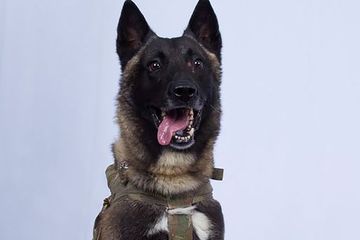 Dikenal Ganas Rupanya Jenis Anjing Yang Disebut Pahlawan Oleh