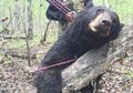 Bukannya Lari, Pria Ini Malah Bergelut dengan Beruang dan Gigit Lidah Hewan Ini Hingga Putus