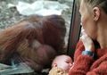 Mengharukan! Seorang Ibu Dibuat Menangis saat Menyusui Bayinya di Hadapan Orangutan, Si Orangutan Setia Mendampingi, Rupanya Ada Kisah Pilu Di Baliknya