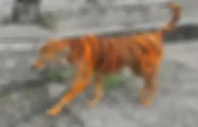 Foto Anjing 'Berbulu Harimau' Memicu Kemarahan Netizen, Beginilah Cerita di Baliknya