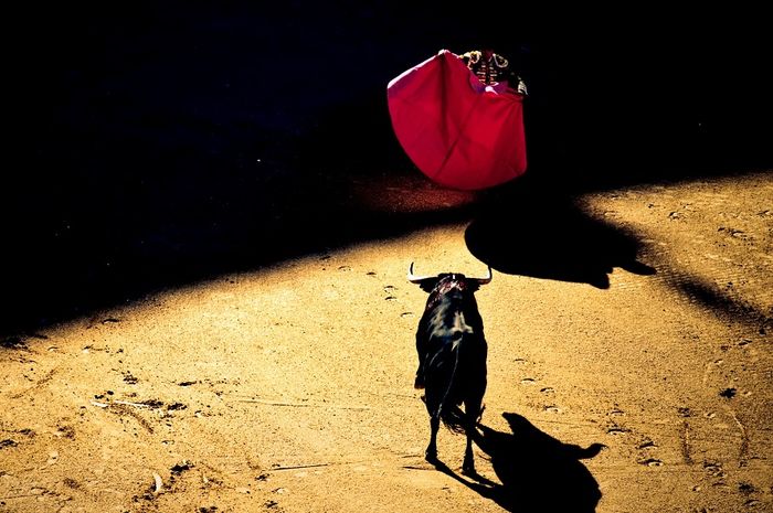 Memahami Warna  Merah pada Atraksi Torero Warna  yang 