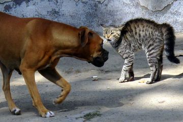 Mana yang Lebih Berbahaya: Gigitan Kucing atau Gigitan Anjing 