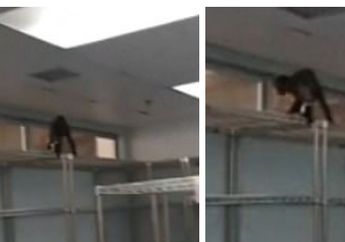 Rumah Sakit 'Menganggur' Tiga Bulan, Pasien Syok Mengaku Melihat Ular di Dalam Rumah Sakit, Tapi Pihak Rumah Sakit Bersikeras 'Hanya' Hewan Ini