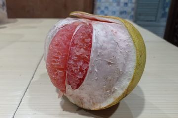 Manfaat jeruk Bali untuk gula darah naik.