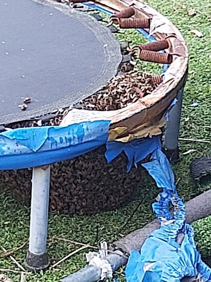 Ribuan lebah
