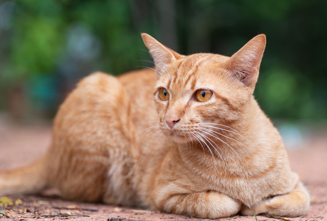 6 Fakta Unik Kucing Oranye, Sering Disebut Banyak Tingkah dan Galak