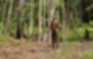 Suku Kanibal Terakhir di Dunia Ini Hidup Damai di Papua, Berdampingan Dengan Alam dan Tidak Serakah, Potretnya Menakjubkan