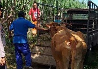 Dasar Anak Durhaka, Panik Lapor Polisi karena Sapinya Hilang, Wanita Ini Syok saat Tahu Pelaku Ternyata Anak Sendiri, Rupanya Uang Haram Dipakai untuk Hal Ini