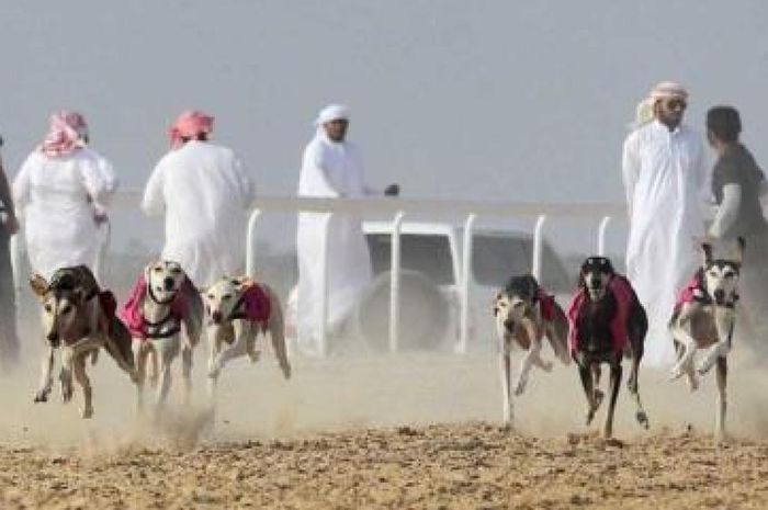 Tafsir Mimpi Togel Dikejar Anjing Family Fresh Meals
