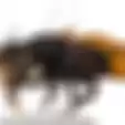 Lebah Asal Maluku Ini Harganya Tembus Ratusan Juta Rupiah